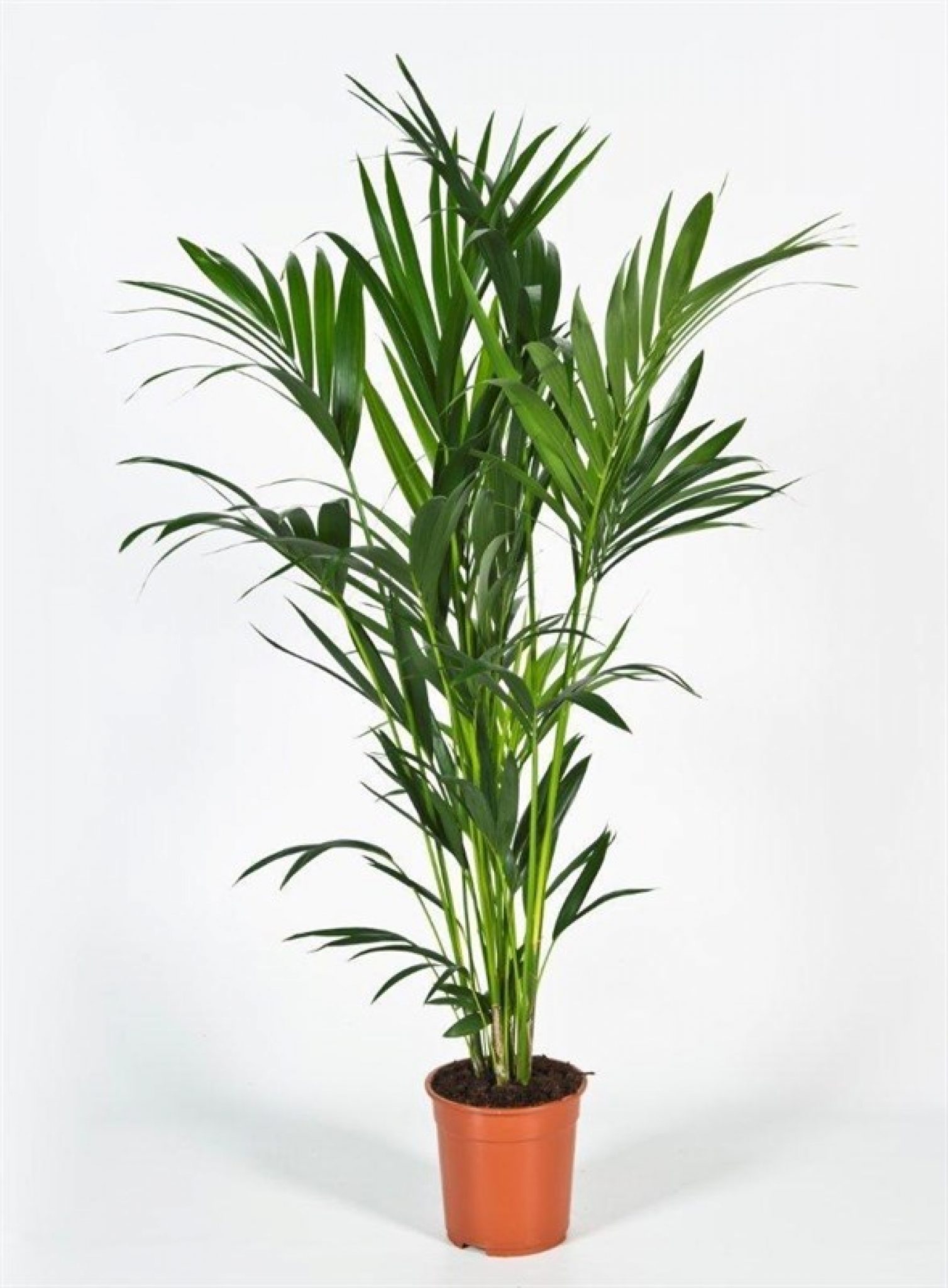 Medium Kentia palm (howea forsteriana) | HeyPlants