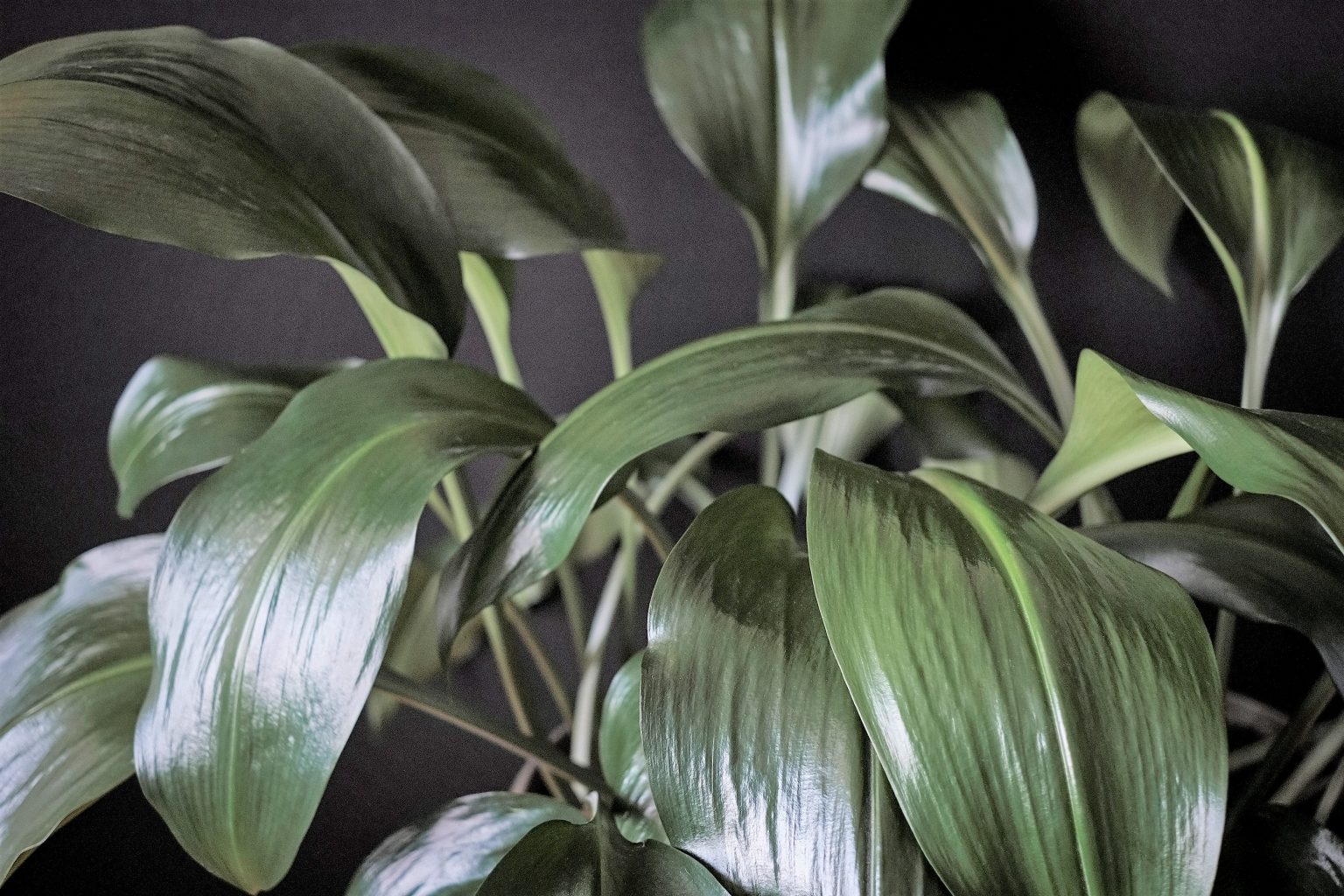 cast-iron-plant-heyplants