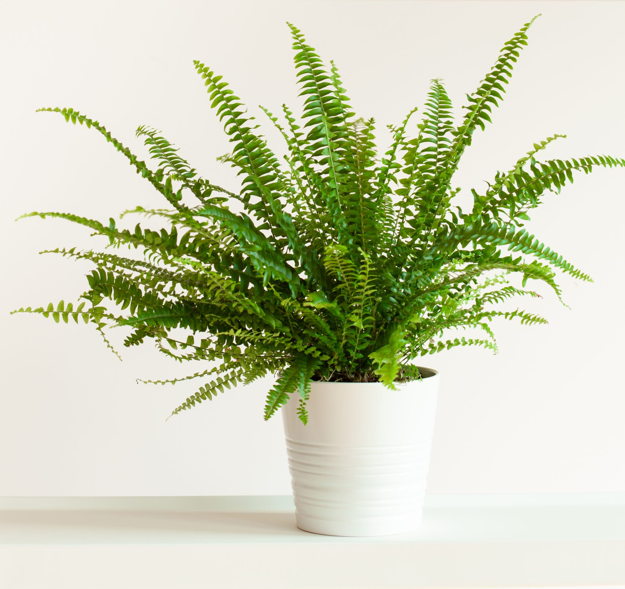 sword-fern-hang-pot-heyplants