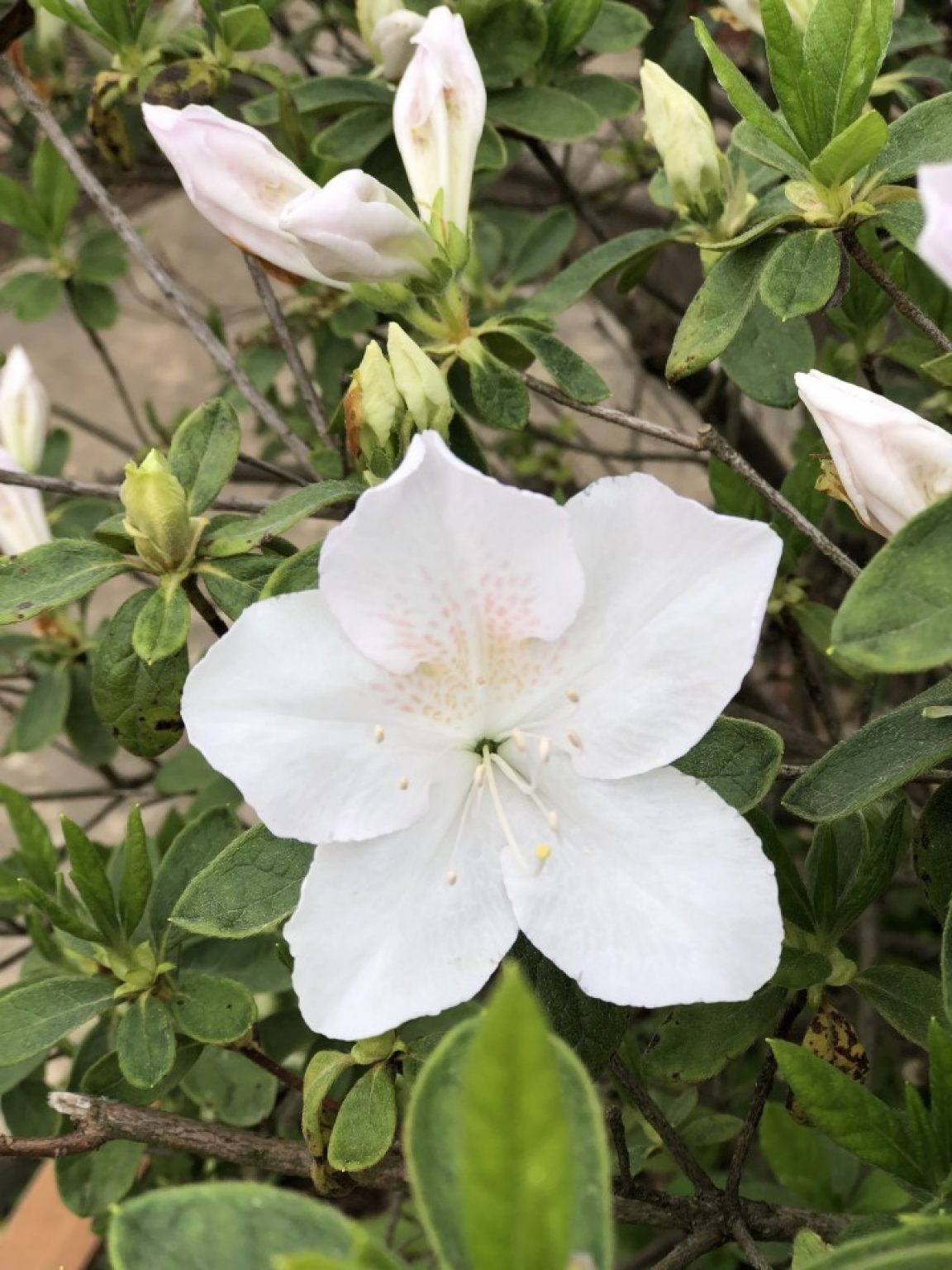 Azalea HeyPlants   White Bloom T20 6myXj9 1152x1536 