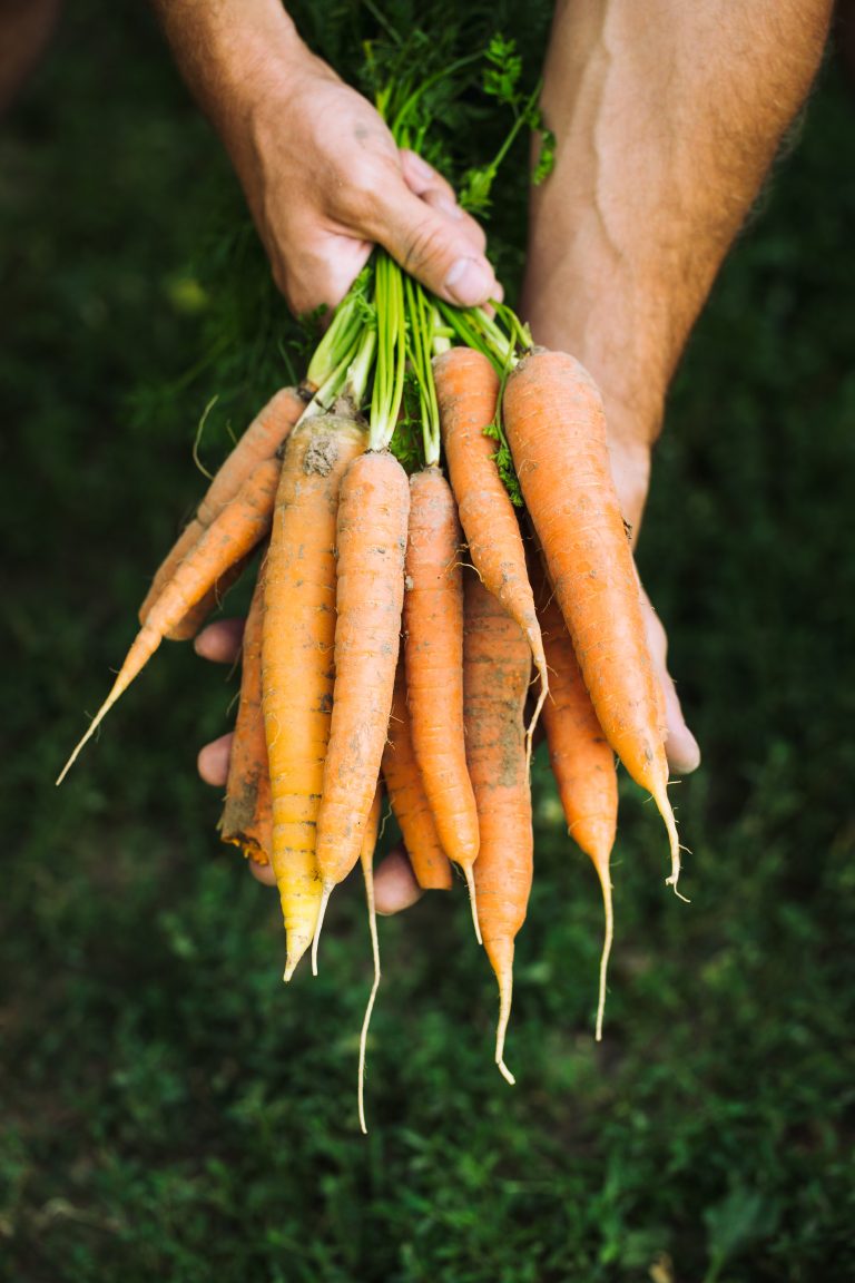 carrot seedlings