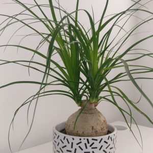 Ponytail Palm (aka elephant's foot plant)