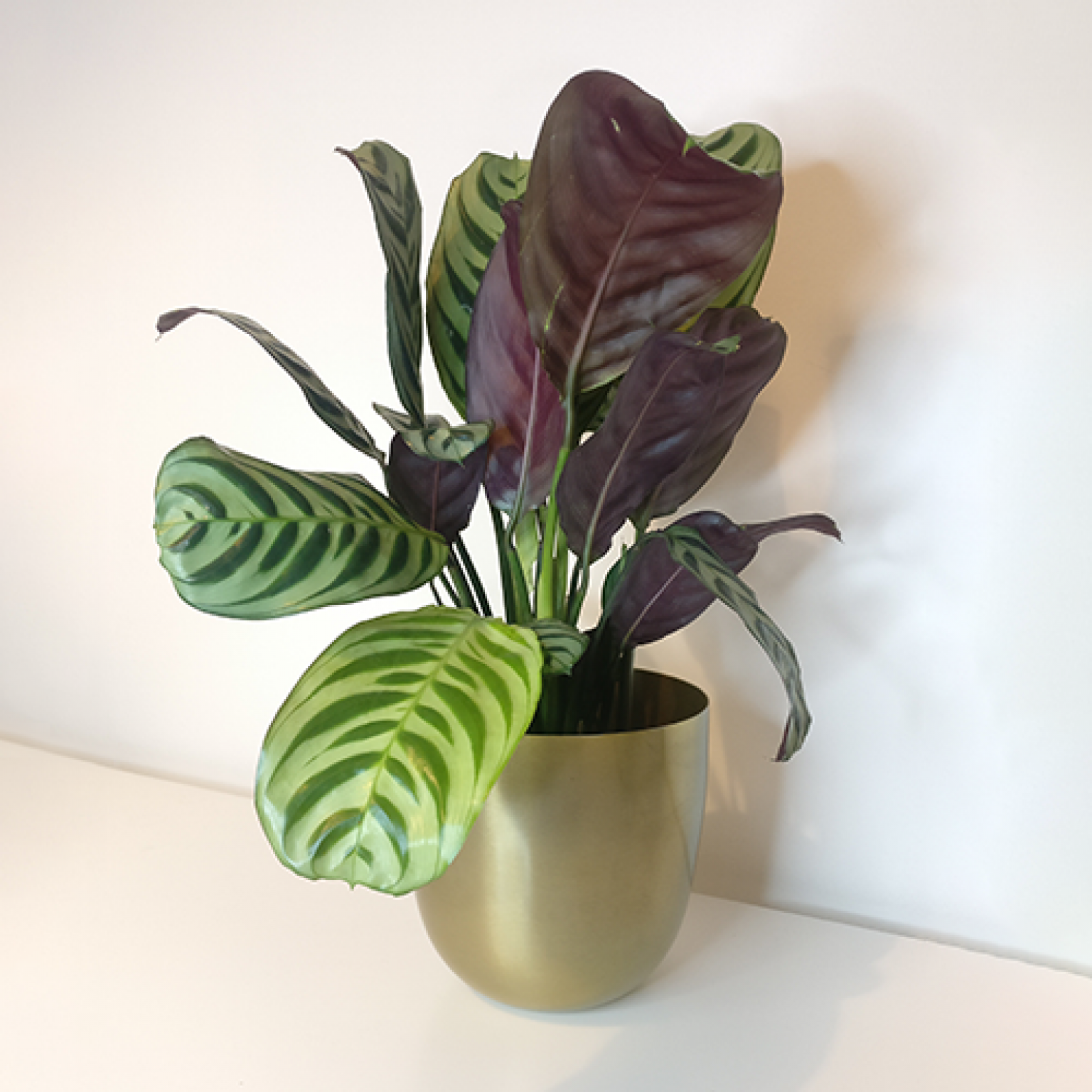 Everything you want to know about the Prayer Plant | HeyPlants