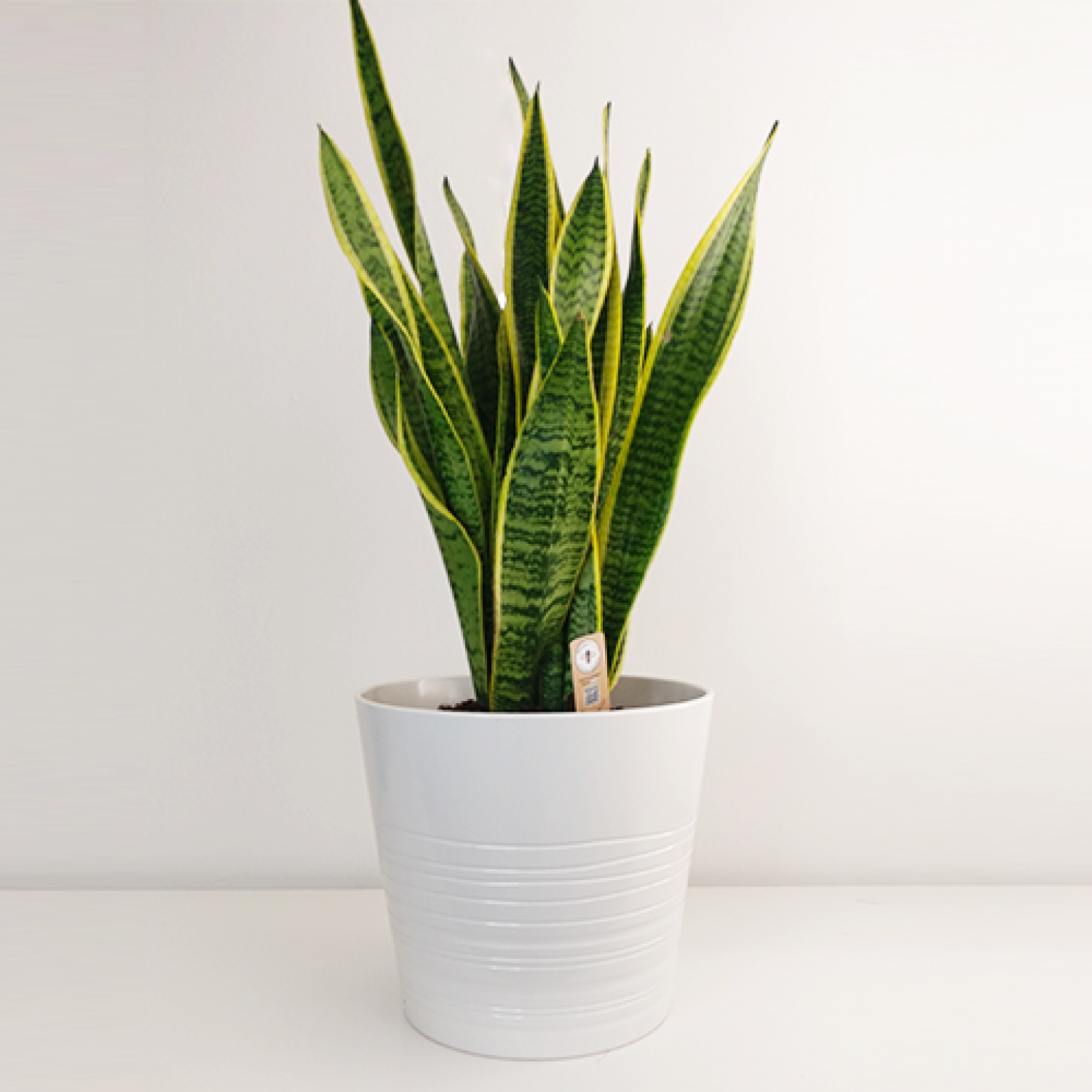 Extra large snake plant