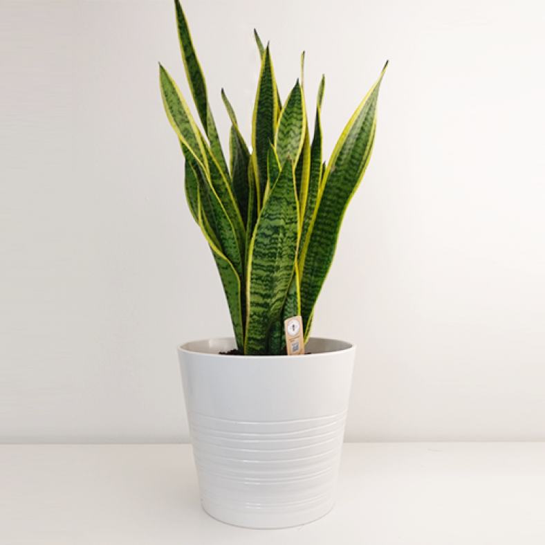 Everything you want to know about the Snake Plant | HeyPlants