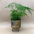 Asparagus Fern, Asparagus Setaceus, Lace Fern, Evergreen Climber, Air Purifying Plant, 12 cm pot