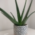 Small Aloe Vera Plant – includes decorative Pot