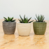 Trio of Succulents in 7cm Planters – great gift