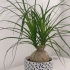 Small Ponytail Palm (Elephant foot)